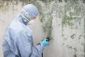  Titusville, FL Mold Remediation Pros